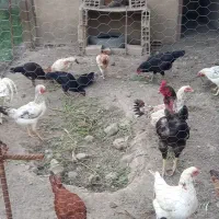 فروش تعدادی مرغ محلی ومرغ کرچ