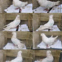 کبوتر تهرانی بلژیکی اکواریوم بخاری...|پرنده|رشت, منظریه|دیوار