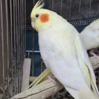 عروس هلندی ماده