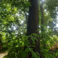 خریدار چوب درخت با بالاترین قیمت نقد نقد درمحل شما|خدمات باغبانی و درختکاری|سنقر, |دیوار