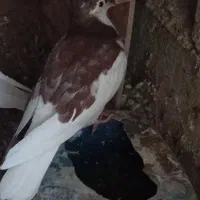 کفتر فروشی|پرنده|شاهرود, |دیوار