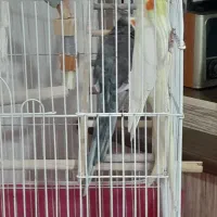 عروس هلندی با قفس با وسایل