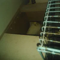 عروس هلندی ماده لوتینو با 6تخم|پرنده|اهواز, کمپلو جنوبی|دیوار