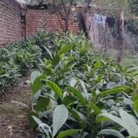 فروش نهال ازگیل درجه ۱