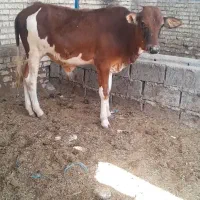 گوساله گاو نر