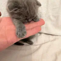 گربه بریتیش|گربه|تهران, قصر فیروزه ۲|دیوار