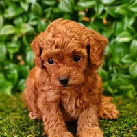 توله سگ پودل|سگ|شیراز, زرهی|دیوار