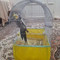 یک جفت عروس هلندی با قفس