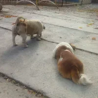 2عدد سگ پا کوتاه