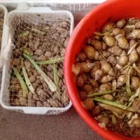 حلزون.اچا تینا