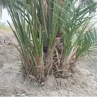 نخل کوچگ پاجوش نزدیگ 300 عددموجوده رایگان