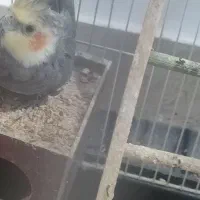 عروس هلندی فروشی