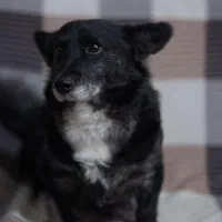 ولش کورگی پمبروگ دوساله برترین نژادسگ|سگ|بهشهر, |دیوار