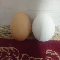 تخم مرغ خانگی