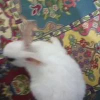 خرگوش|موش و خرگوش|قزوین, |دیوار