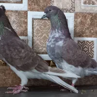 کبوتر سوقدیم وپرشی