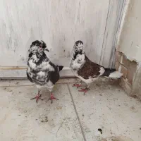 سینه باز|پرنده|سرپل ذهاب, |دیوار