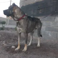 واگذاری توله نر و ماده سرابی اصیل|سگ|سیرجان, |دیوار