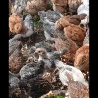 جوجه گلپایگانی اصیل یک ماه