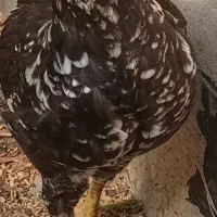 خروس گلین لری