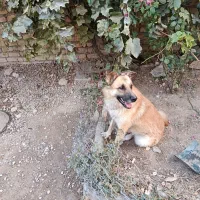 ژرمن|سگ|شیروان (خراسان), |دیوار