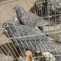 دوتا کفتر شهرستانی فروشی قرچک|پرنده|ری, علایین|دیوار