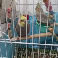 یه جفت عروس هلندی|پرنده|رباط‌کریم, الارد|دیوار