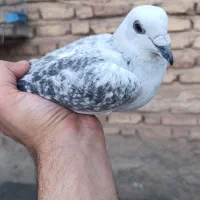 کلاغ بدرنگ