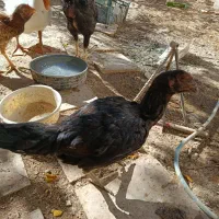 فروش فوری|حیوانات مزرعه|قیدار, |دیوار