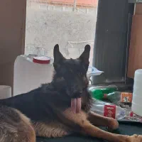 واگذاری  سگ