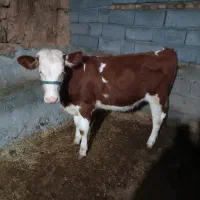 گوساله سمینتال|حیوانات مزرعه|حسین آباد, |دیوار