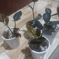 زاموفیلیا سبز و بلک