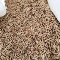 گندم قیمت مناسب