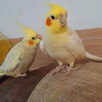 عروس هلندی