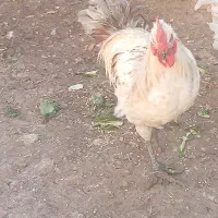 1 خروس محلی اصل پاه سیا|حیوانات مزرعه|کرمان, |دیوار