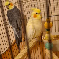 یک جفت عروس هلندی باقفس|پرنده|قدس, شهرقدس|دیوار