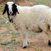 بره گوسفند نر 4 ماهه و  مرغ و خروس