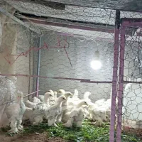 جوجه و تخم مرغ برهما|حیوانات مزرعه|دلند, |دیوار