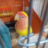 کتوله نر