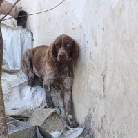 سگ شکاری سیترنر