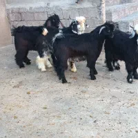 ۴ عدد بزغاله نر|حیوانات مزرعه|شیروان (لرستان), |دیوار