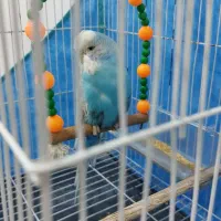 مرغ عشق انگلیسی