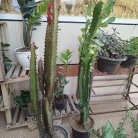 گل های آپارتمانی شاداب و مناسب|گل و گیاه طبیعی|برازجان, |دیوار