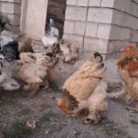 مرغ و خروس برهما و اوشامو آلمانی