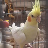 عروس هلندی گمشده
