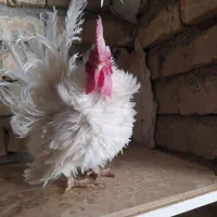 مرغ خروس وارداتی