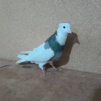 کبوتر طوقی نر|حیوانات|تبریز, |دیوار
