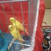 مرغ عشق هلندی نژاد لوتینو