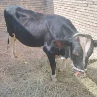 گوساله‌نر‌