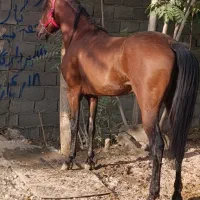 اسب نریان ۴ ساله شجره دار|اسب و تجهیزات اسب‌سواری|خمینی‌شهر, |دیوار